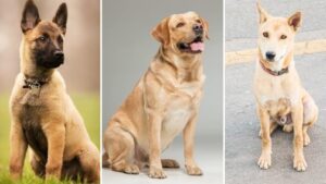 most_talked_about_dog_breeds_1702812400874_1702812414821 (1)